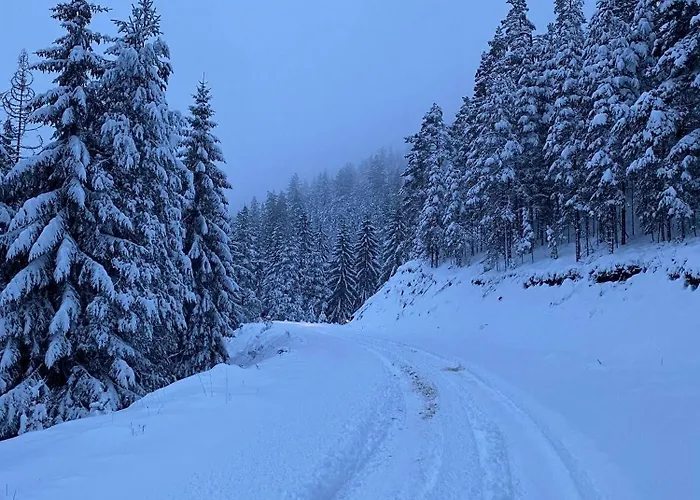 The Emperor Of The Forest * Timotijevici