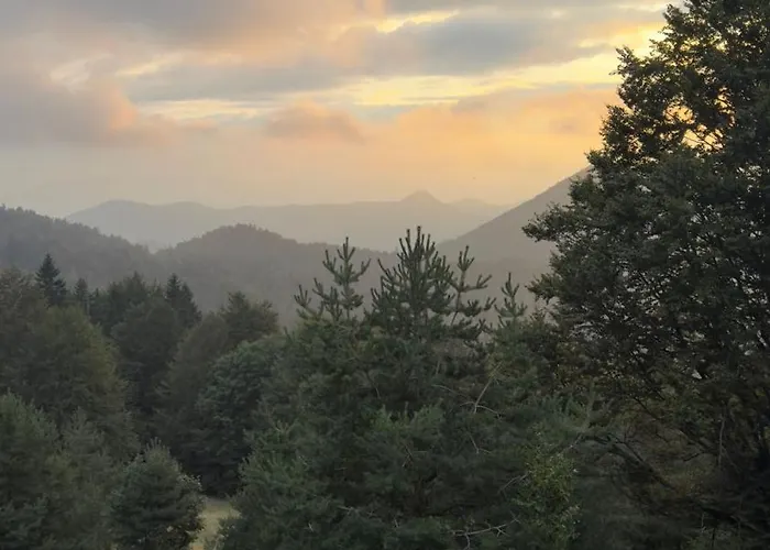 The Emperor Of The Forest